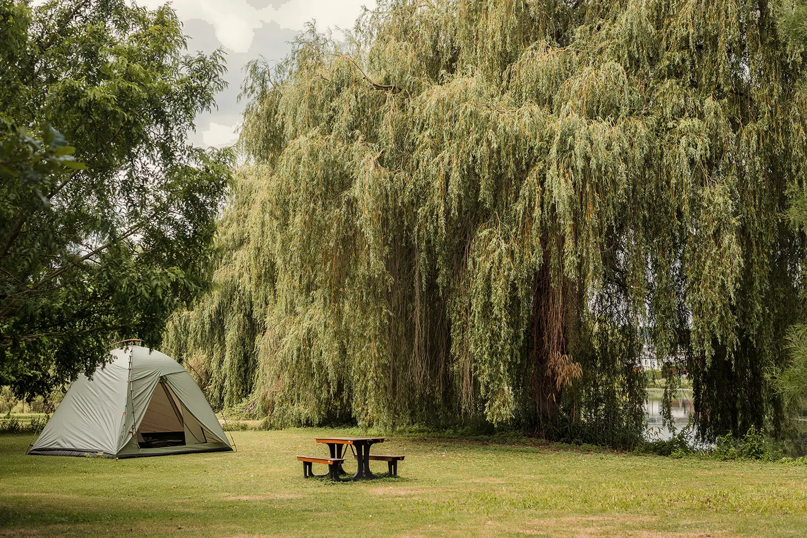 Tent en picknicktafel voor een grote treurwilg