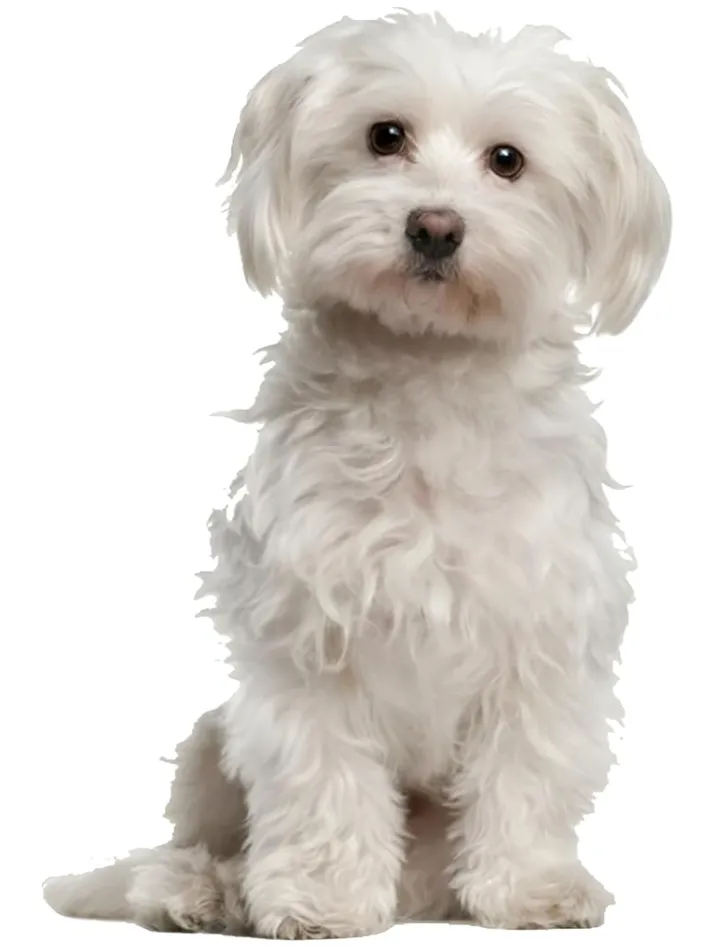 Prijs per Hond (maximaal 2 honden)